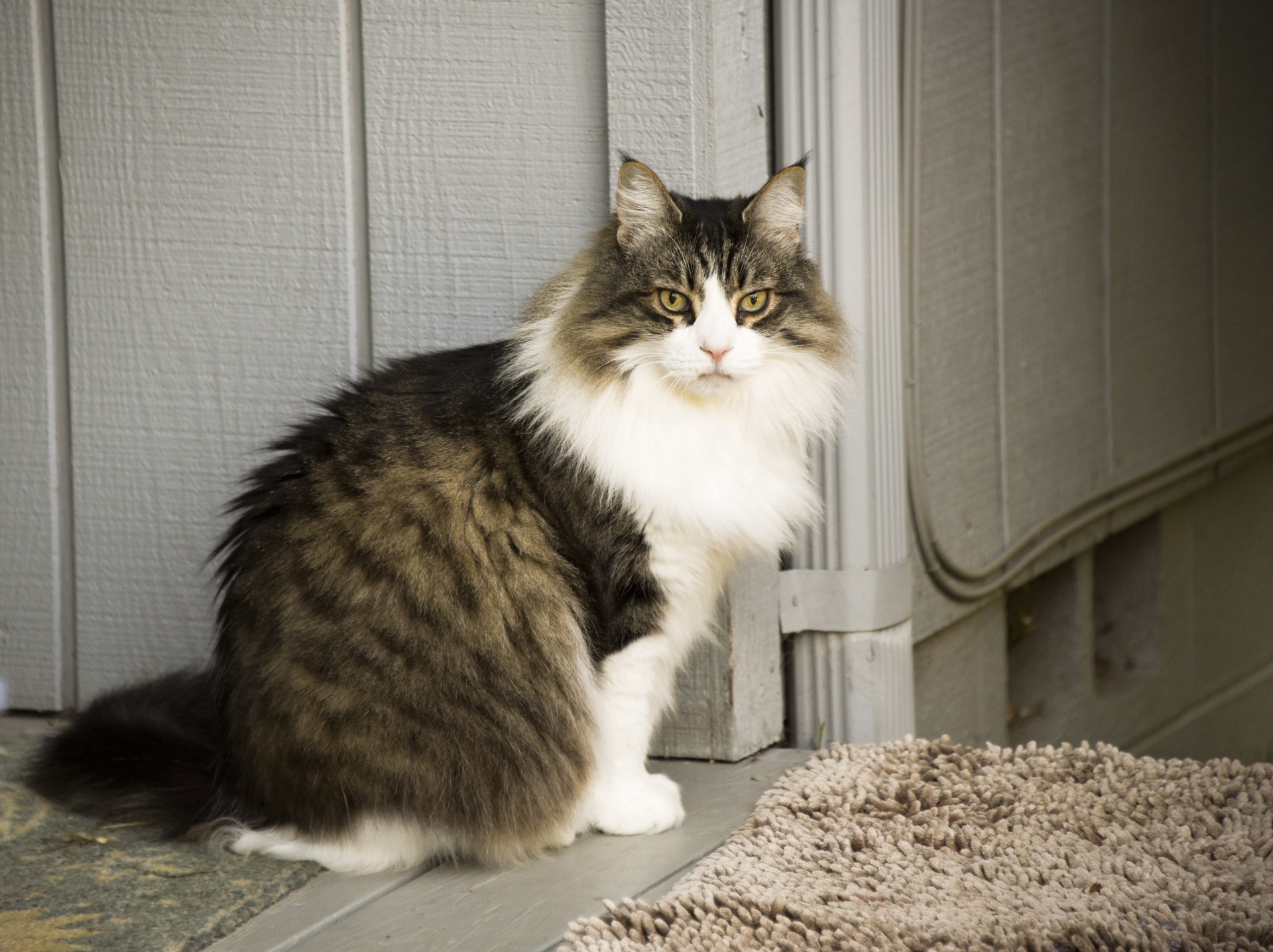 Maine coon cat